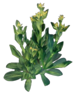 Gentian Seedling